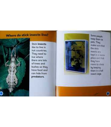 Stick Insect (Bug Books) Inside Page 1