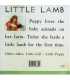 Little Lamb  Back Cover